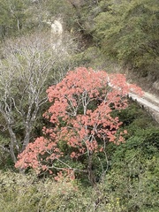 Erythrina falcata