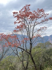 Erythrina falcata