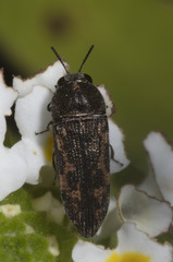 Acmaeodera parkeri
