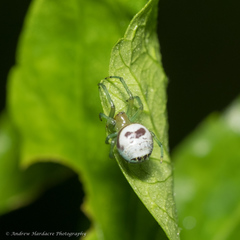 Bijoaraneus mitificus