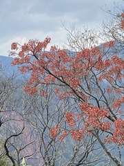 Erythrina falcata