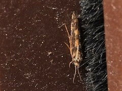 Agraylea multipunctata