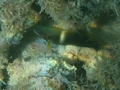 Chrysiptera biocellata