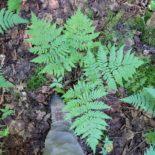 spreading wood fern