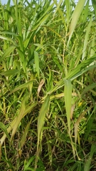 Paspalum fasciculatum