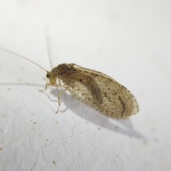 Nusalala tessellata