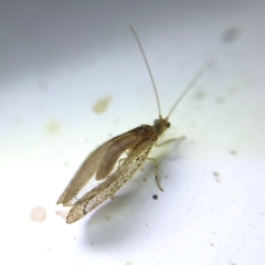 Nusalala tessellata