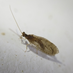 Nusalala tessellata