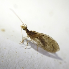 Nusalala tessellata