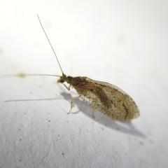 Nusalala tessellata