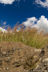 Crotalus aquilus