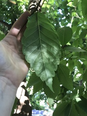 Zelkova schneideriana