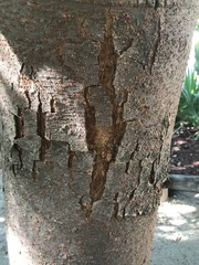 Zelkova schneideriana