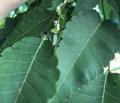 Zelkova schneideriana