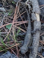Sceloporus anahuacus