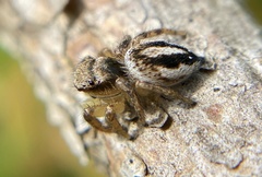 Habronattus decorus