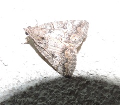 Eubolina