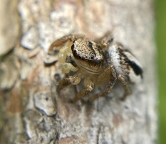 Habronattus decorus