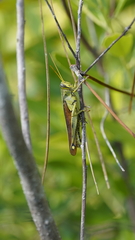 Schistocerca alutacea