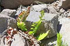 Polystichum imbricans imbricans