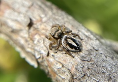 Habronattus decorus