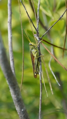 Schistocerca alutacea