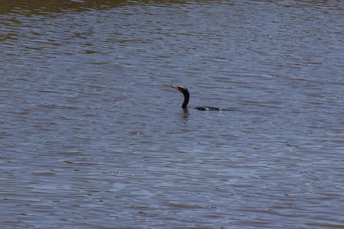 iNaturalist observation photo of Double-crested Cormorant
