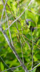 Schistocerca alutacea