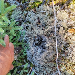 Cladonia stygia