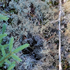 Cladonia stygia