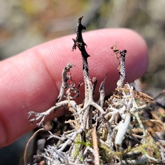 Cladonia stygia