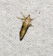 Plusiodonta compressipalpis