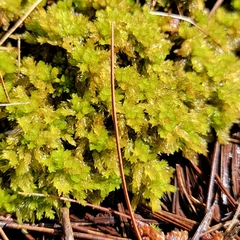 Sphagnum compactum