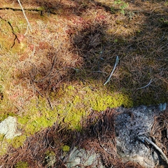 Sphagnum compactum