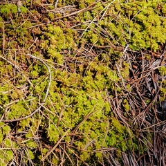 Sphagnum compactum