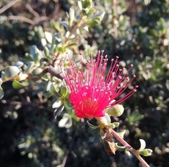 Kunzea pulchella