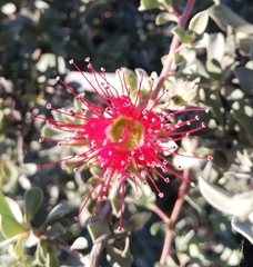 Kunzea pulchella