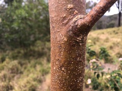 Codonocarpus attenuatus