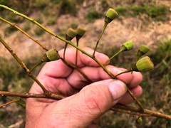 Codonocarpus attenuatus