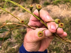 Codonocarpus attenuatus