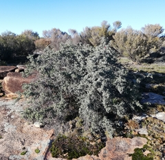 Kunzea pulchella