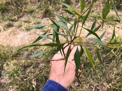 Codonocarpus attenuatus
