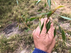 Codonocarpus attenuatus