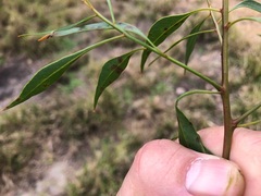 Codonocarpus attenuatus