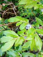 Vaccinium myrtilloides image