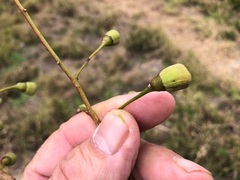 Codonocarpus attenuatus