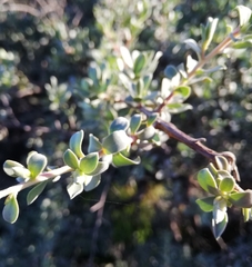 Kunzea pulchella