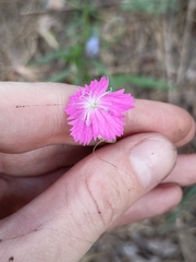 Dianthus borbasii