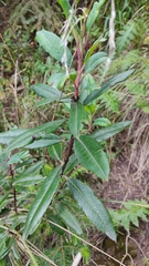 Comarostaphylis