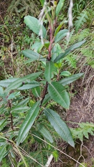 Comarostaphylis